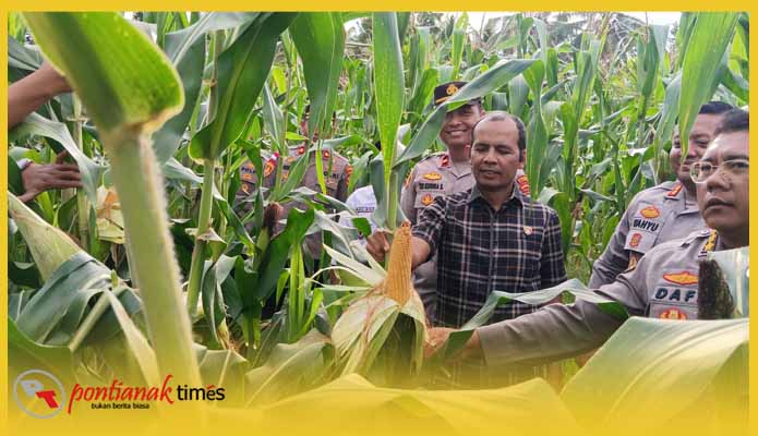 Jajaran Polda Kalbar dan Polres Sambas beserta pihak Desa mengecek ladang Jagung di Desa Sepinggan, Kecamatan Semparuk Kabupaten Sambas.
