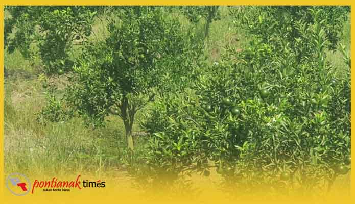 Tanaman jeruk milik Sukiman