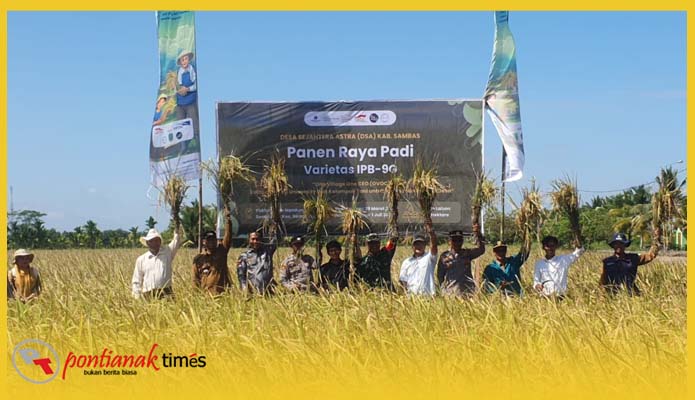 Panen padi varietas IPB-9G kelompok Tani Dare Nandung Kecamatan Semparuk, Kabupaten Sambas, Kalimantan Barat.