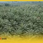 Salah satu lokasi perkebuan sawit di Kalimantan Barat.