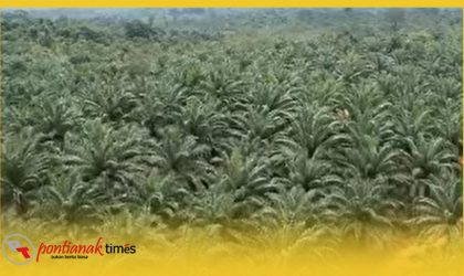 Salah satu lokasi perkebuan sawit di Kalimantan Barat.