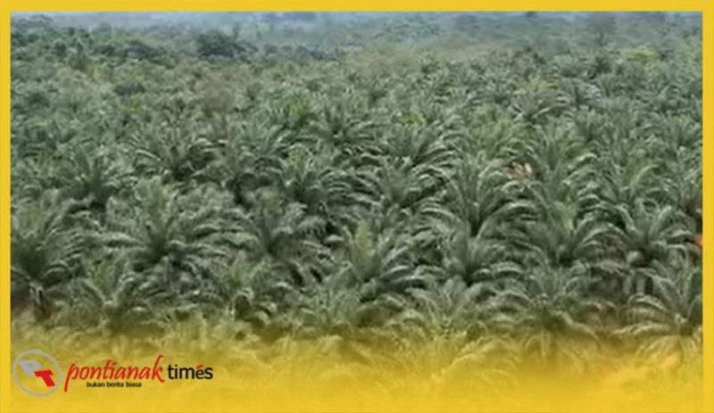 Salah satu lokasi perkebuan sawit di Kalimantan Barat.