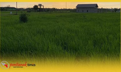 Salah satu areal tanaman padi di Kabupaten Sambas yang berkontribusi terhadap surplus beras.